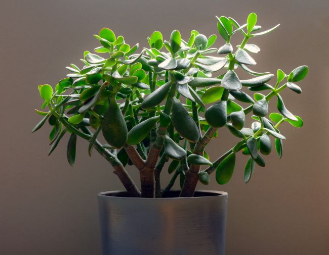 Jade plant crassula ovata