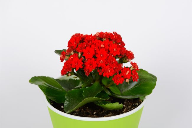 Flaming Katy Kalanchoe blossfeldiana flowering houseplants