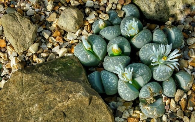 small lithops plants flowering