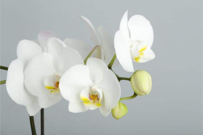 plantas de interior con poca luz, orquídeas phalaenopsis