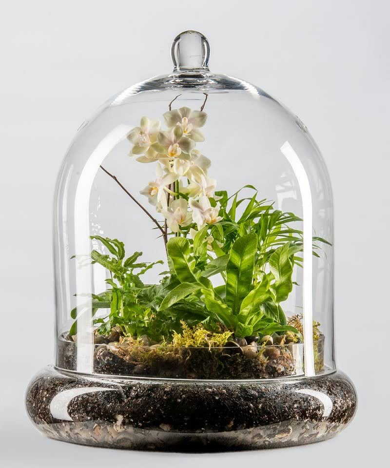 miniature orchids terrarium