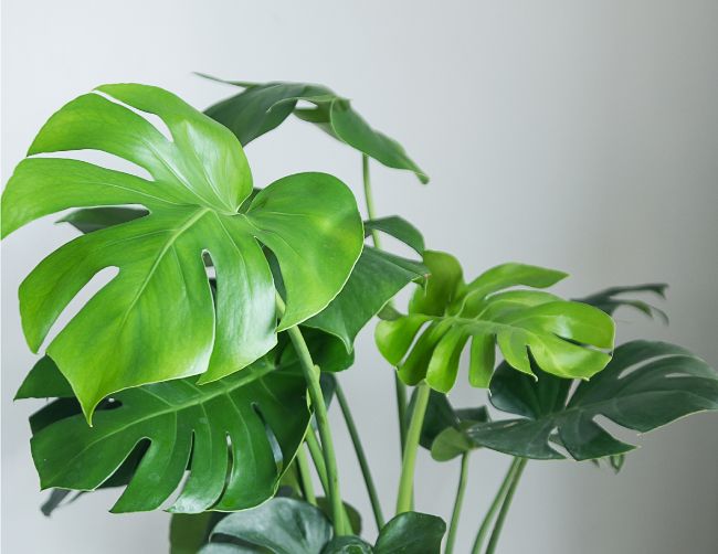 swiss cheese plant monstera deliciosa large low light houseplants