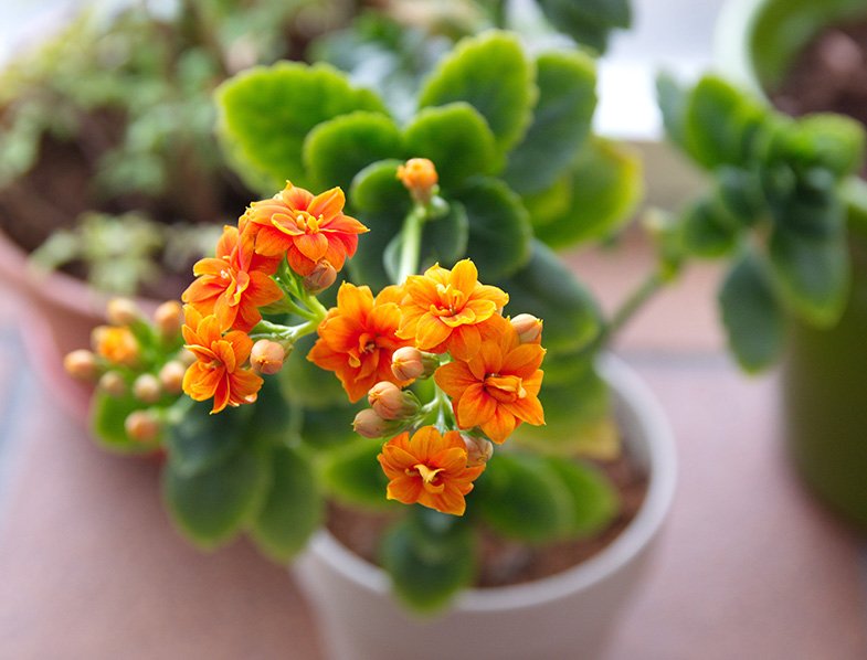 Kalanchoe blossfeldiana plant with orange flowers