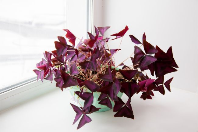 Purple Shamrock Oxalis Triangularis