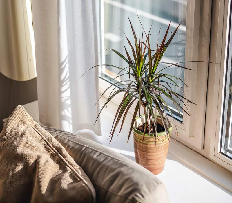 plants for bedroom UK