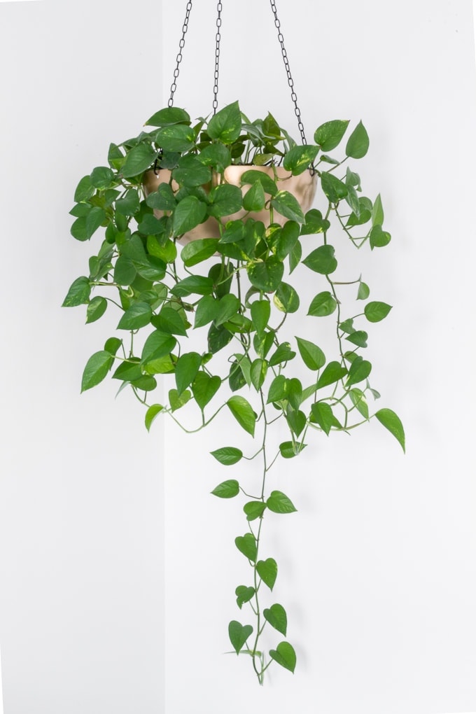 pothos hanging indoor plant in gold pole hanging from the ceiling