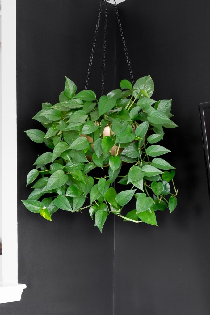 pothos hanging plant in gold pot hanging from the ceiling against a black wall