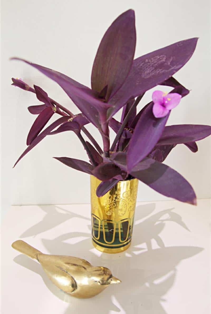 purple heart plant for bedroom