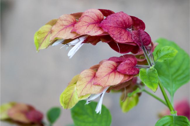 Shrimp Plant Justicia brandegeeana