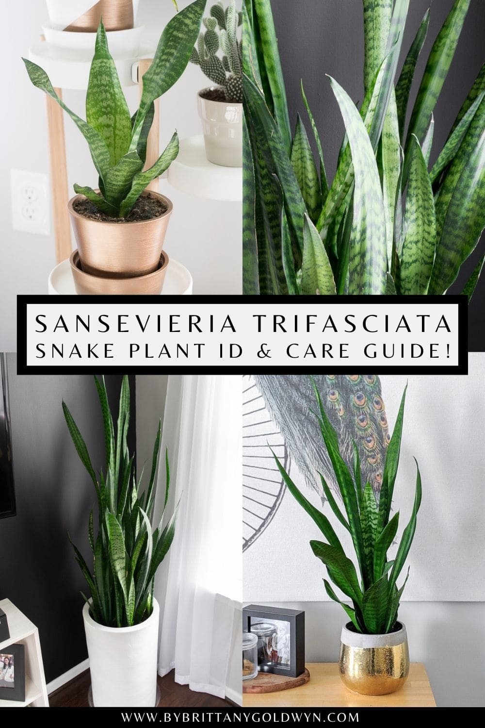 snake-care-pin-12.jpg