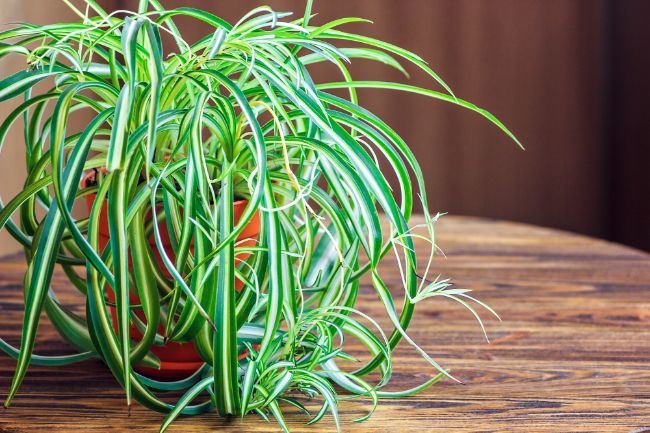spider plant easy houseplants to propagate