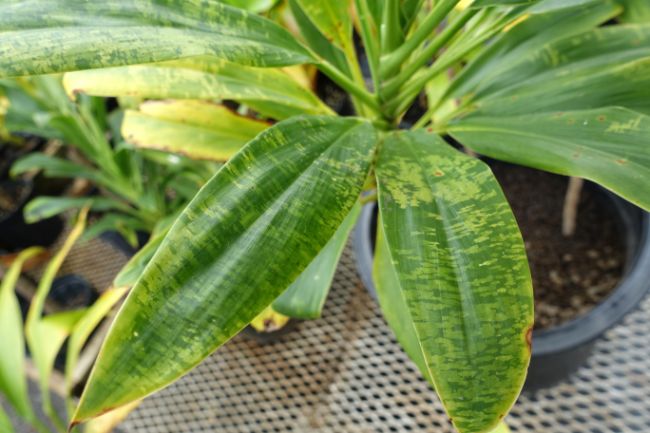viral leaf disease common houseplant diseases
