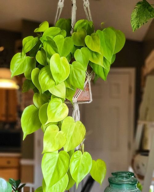 14.-Philodendron-Lemon-Lime