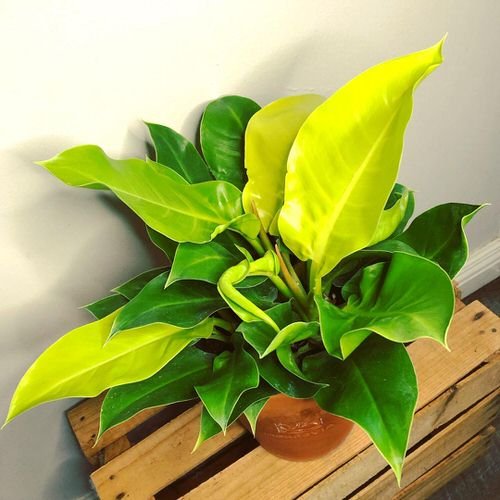 2.-Moonlight-Philodendron