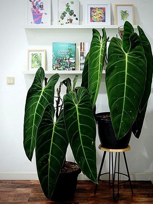 23.-Philodendron-Melanochrysum