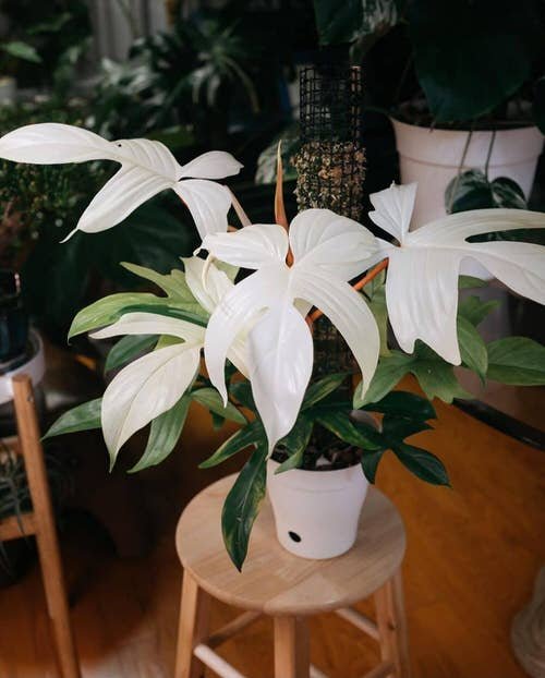 4.-Philodendron-Florida-Ghost