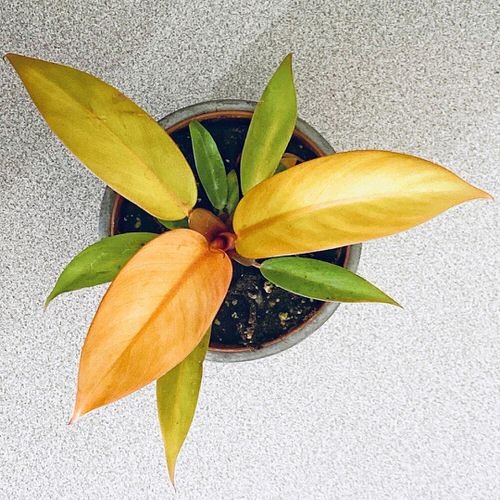 8.-Prince-of-Orange-Philodendron
