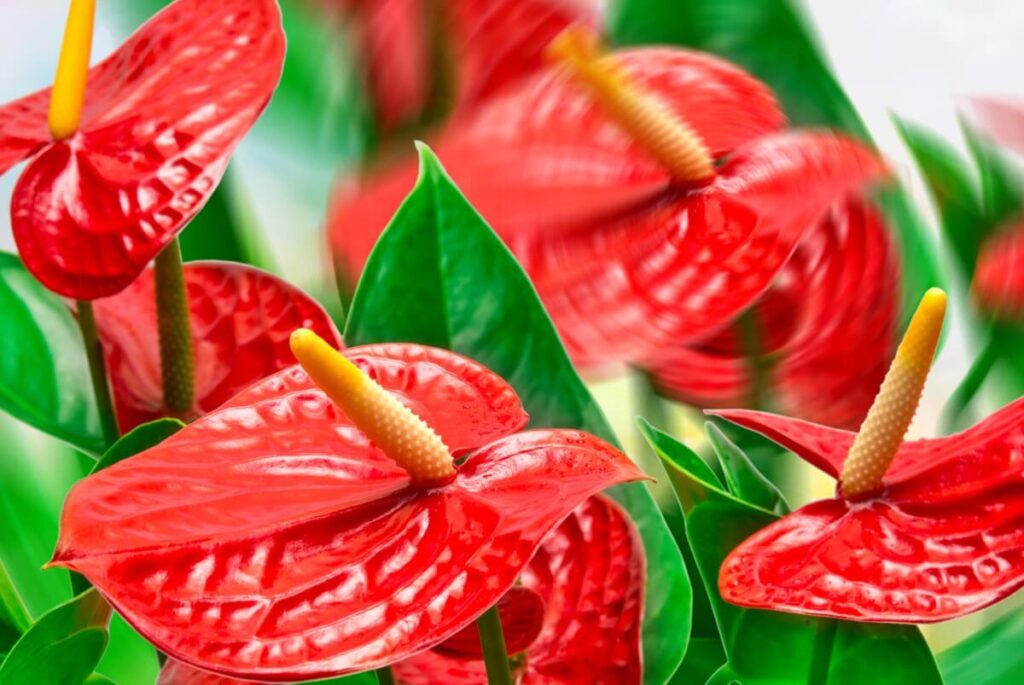 About anthurium plants