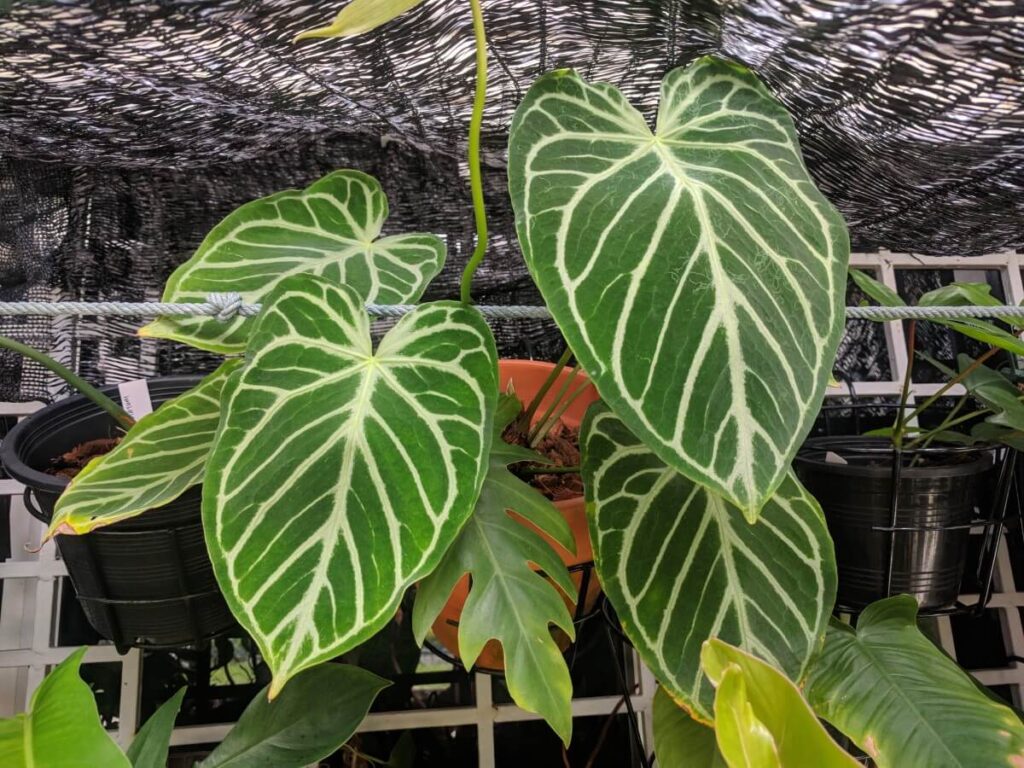 Om Anthurium crystallinum