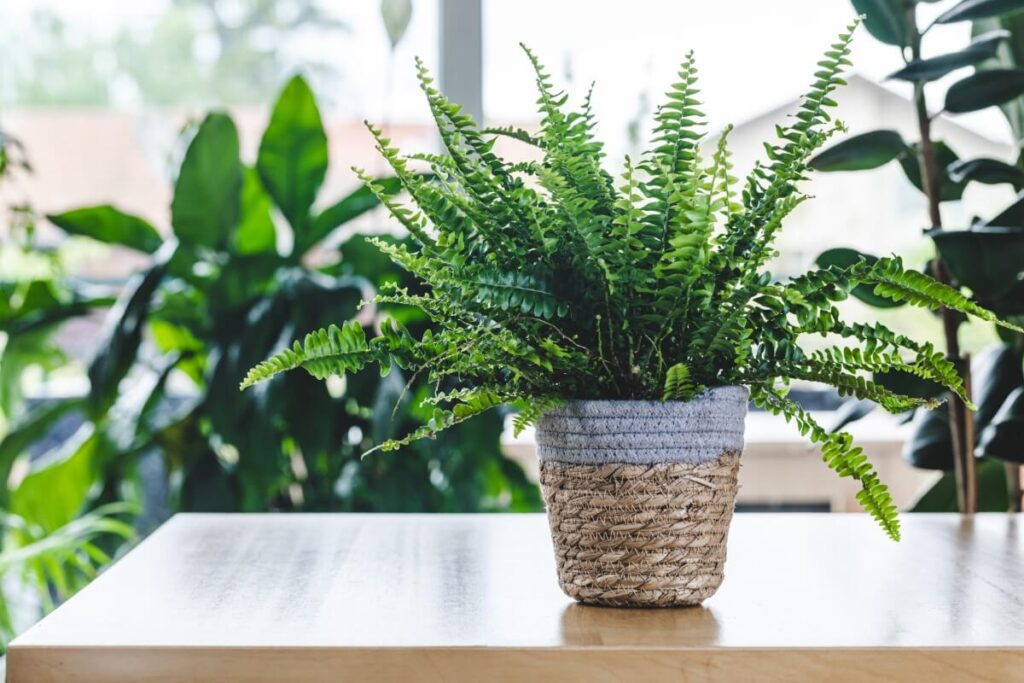 About the Boston Ferns
