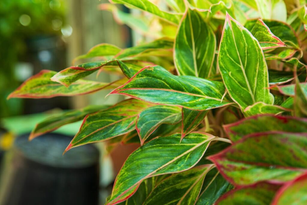 On Chinese Evergreen Plants