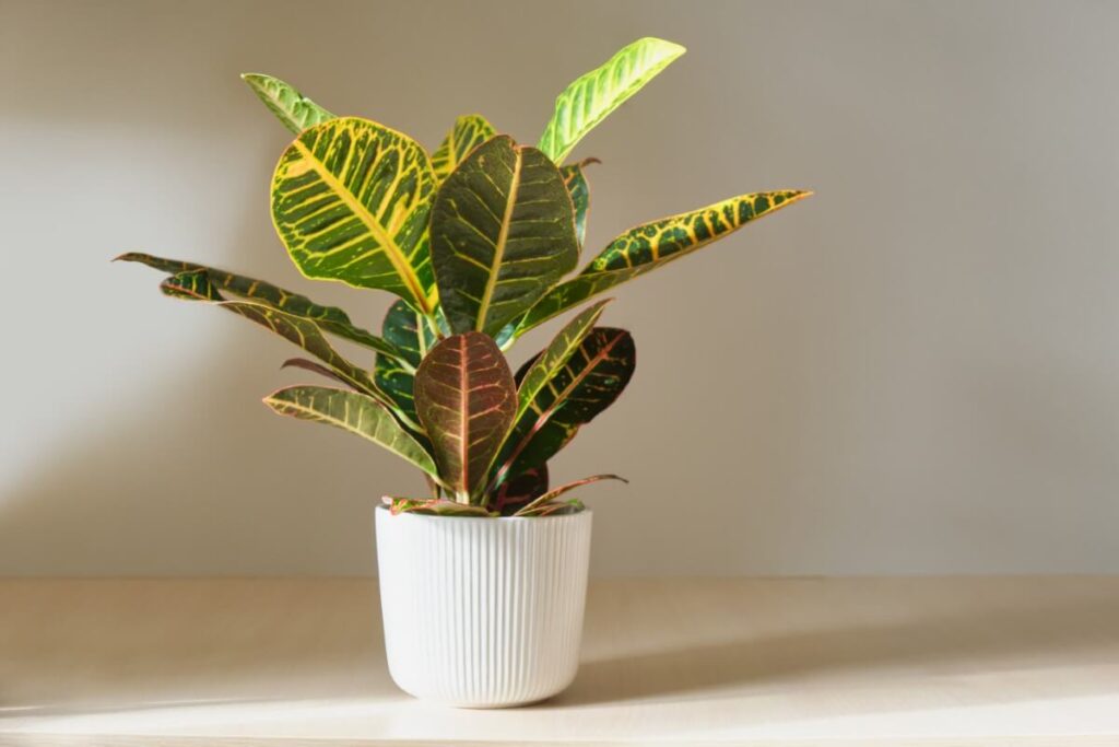 About Croton Plants
