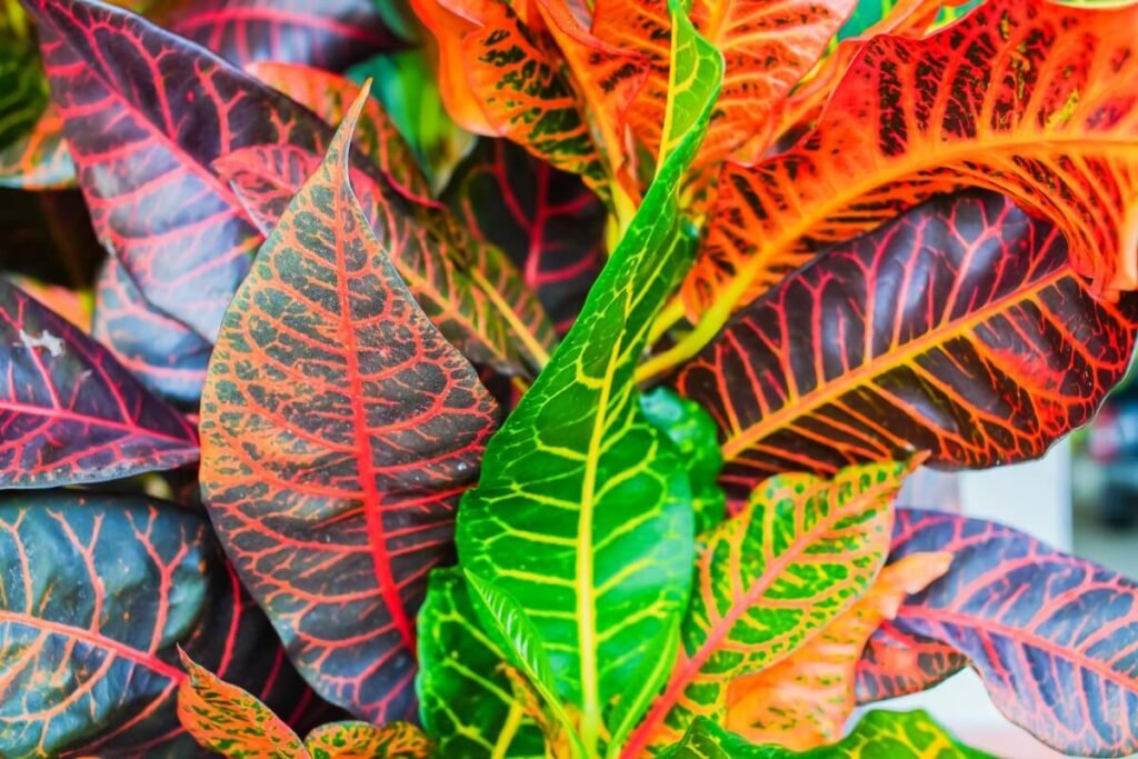About the Crotons