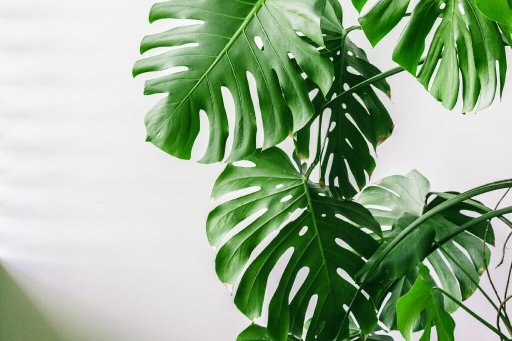 About Monstera Plants