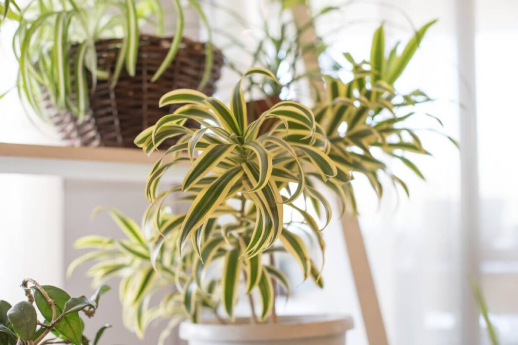 About spider plants