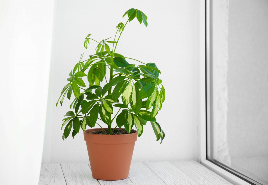 About Umbrella Plants