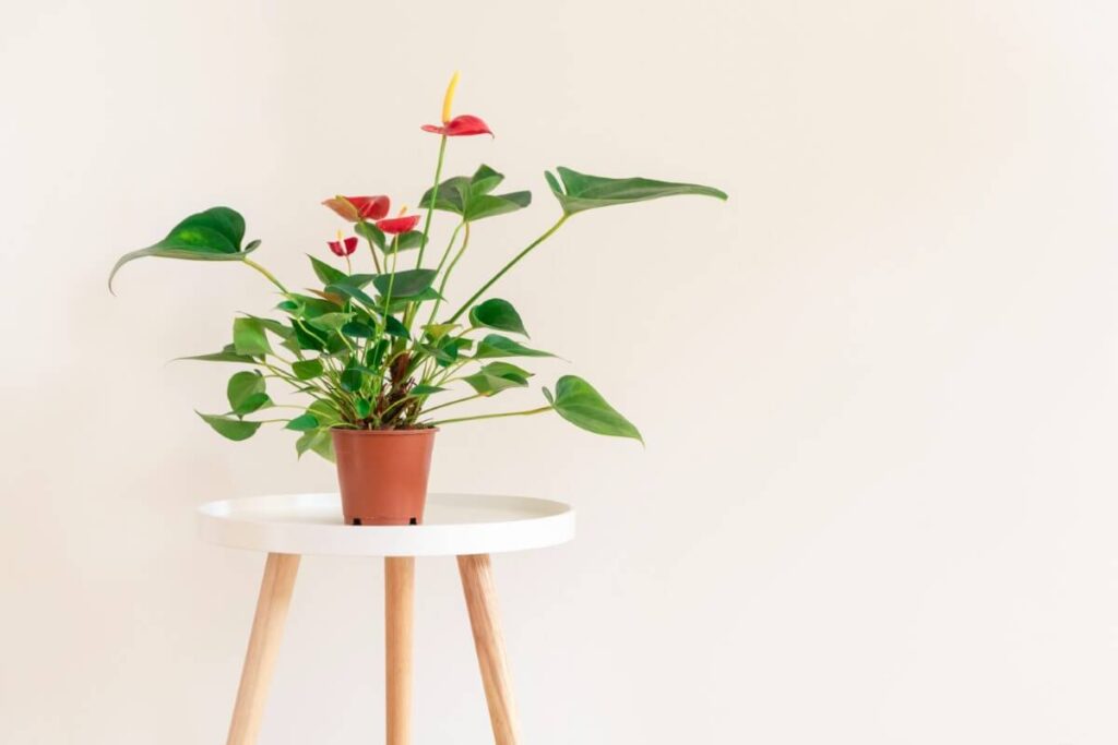 Anthurium plant benefits - air purifying properties
