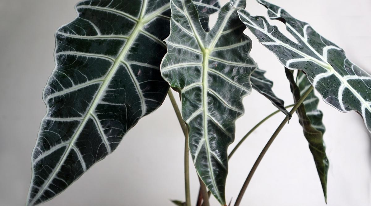 Alocasia amazonica
