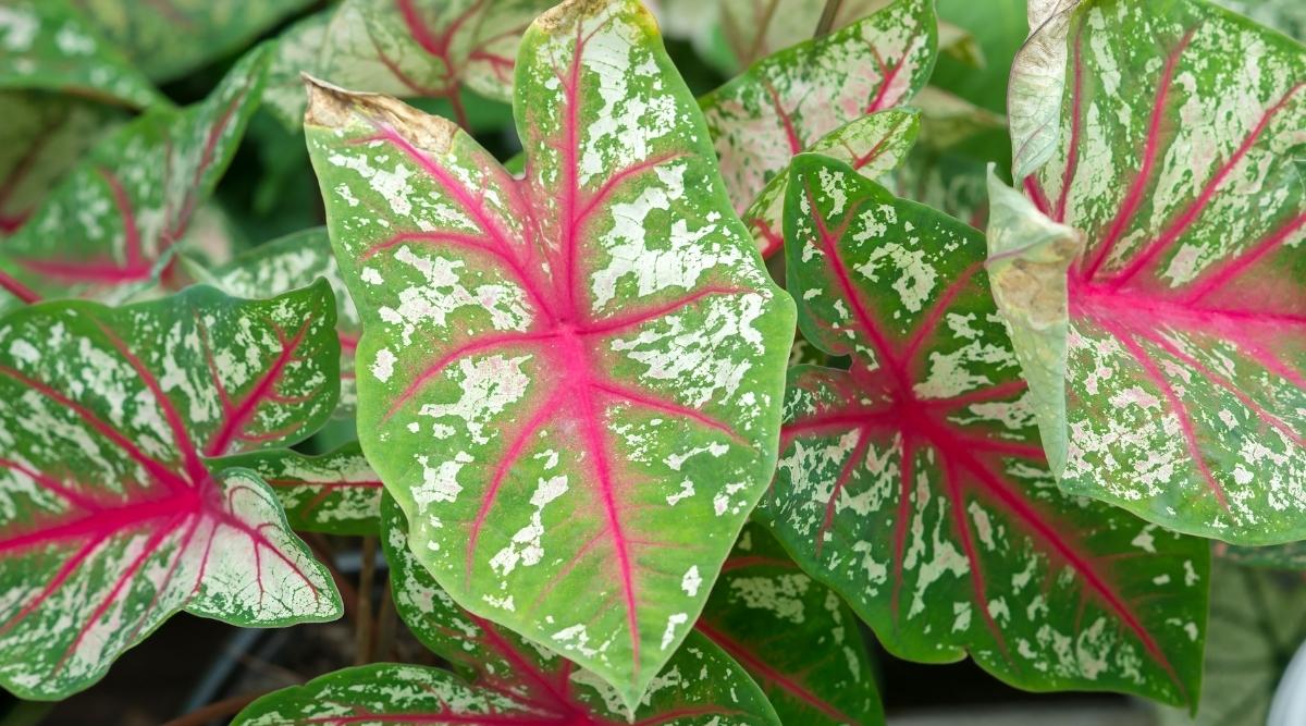 Caladium bicolor