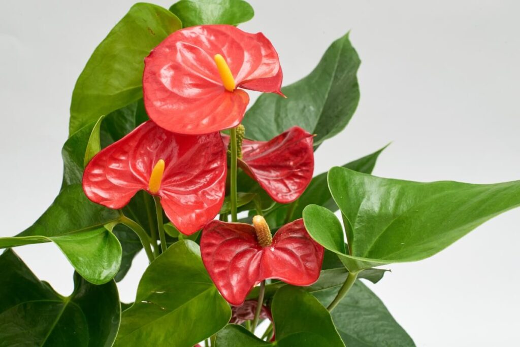 Care for your post-pruned anthurium