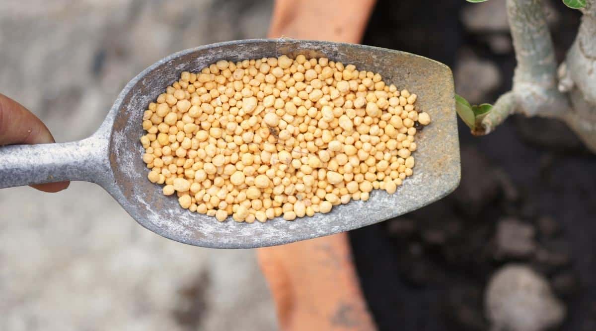 Close-up of a chemical granular fertilizer in a small metal shovel. The fertilizer is yellow in the form of many small balls. Slightly blurred background with a large orange ceramic pot with soil in which a plant is planted.