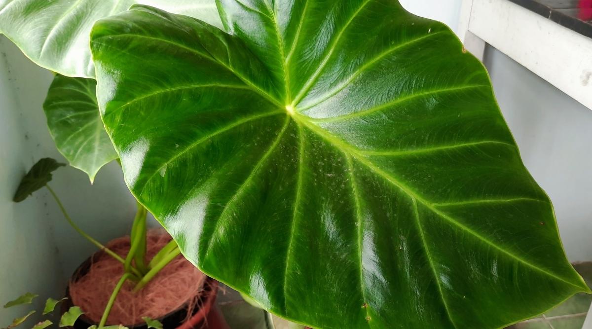 Colocasia