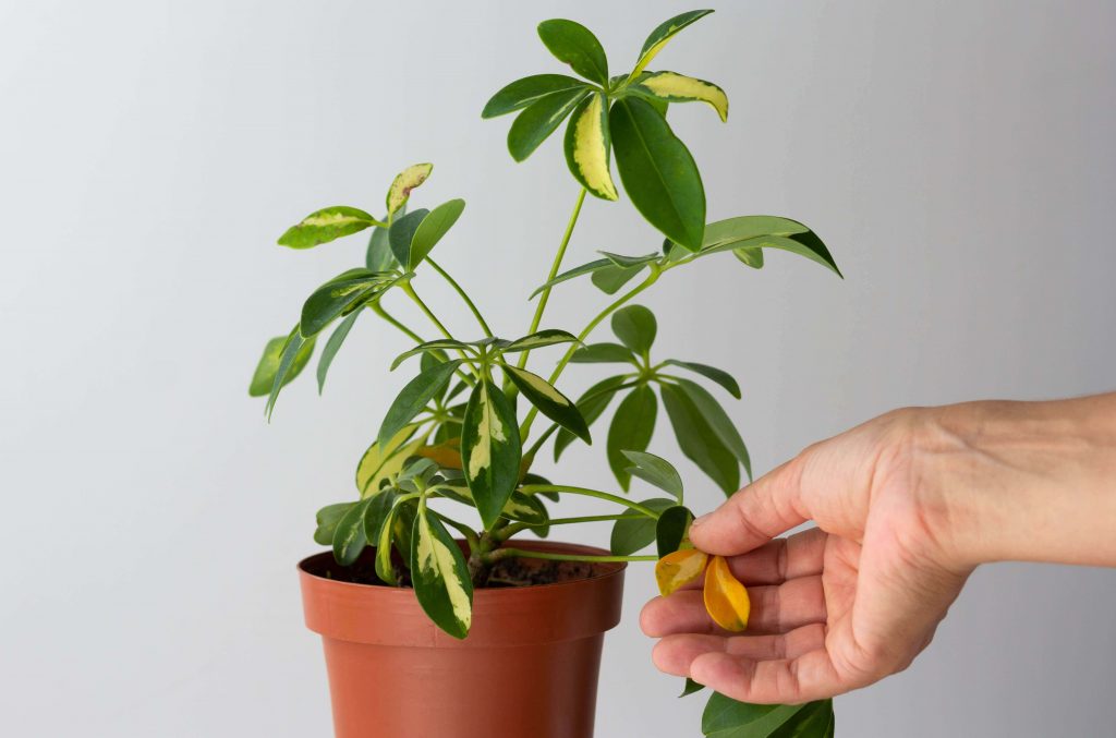 Common Umbrella Plant Problems, Pests and Diseases