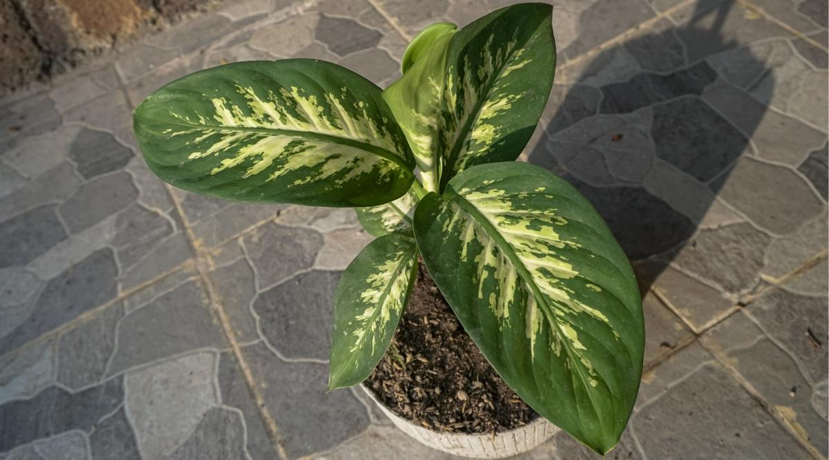 Dieffenbachia seguine'