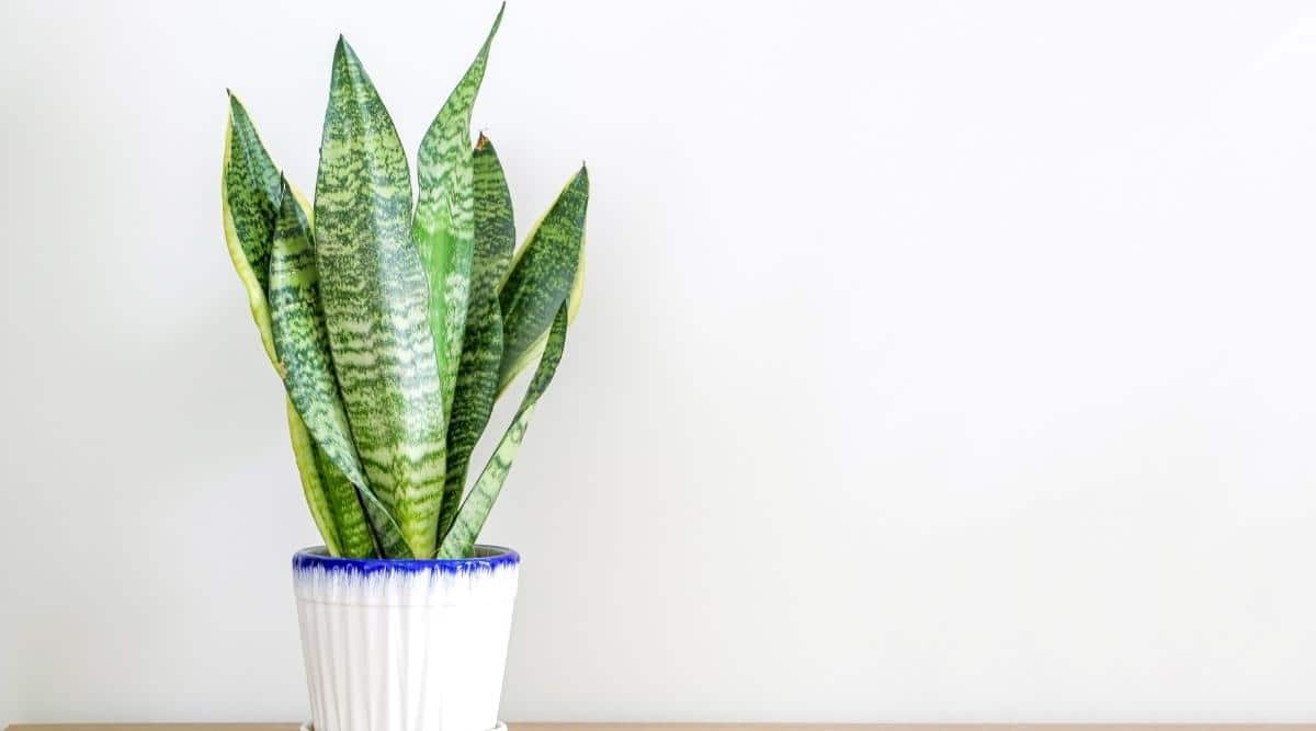 Dracaena trifasciata