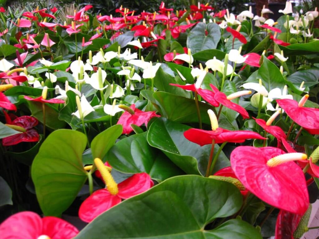 Advantages of anthurium plant - easy to propagate