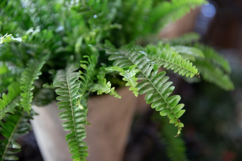 Essential Boston Fern Plant Care