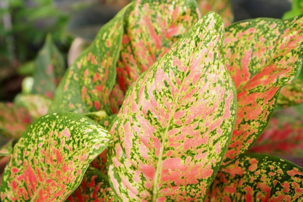 Essential Chinese Evergreen Plant Care