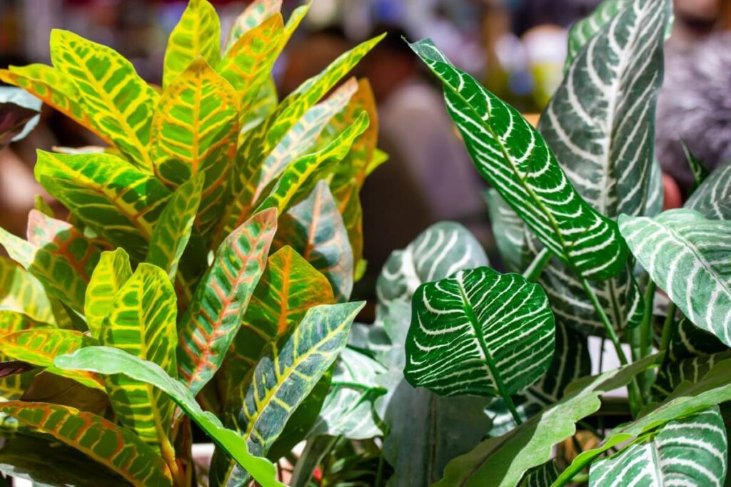 Important Croton Plant Care