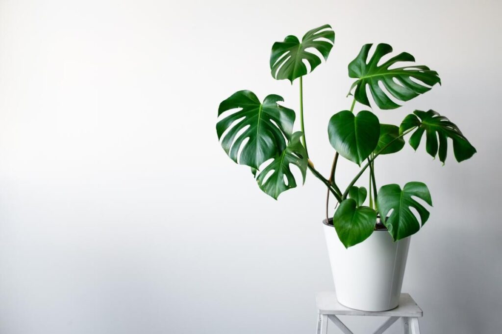 Essential Monstera Plant Care