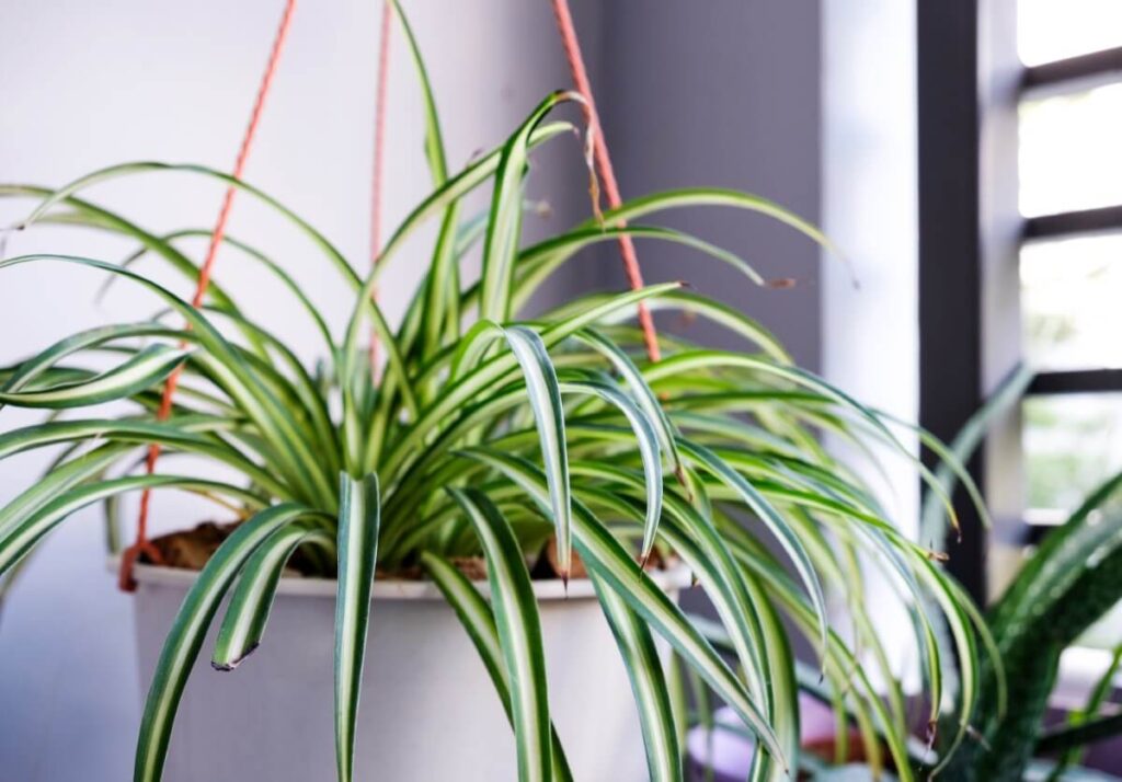 Essential care of spider plants
