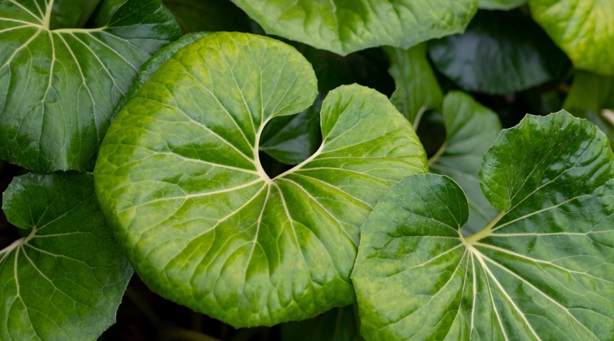 Farfugium japonicum