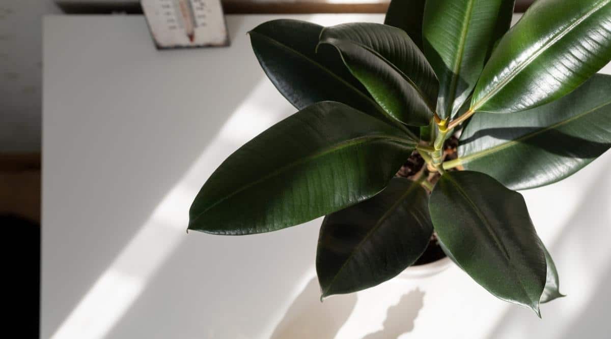 Ficus elastica