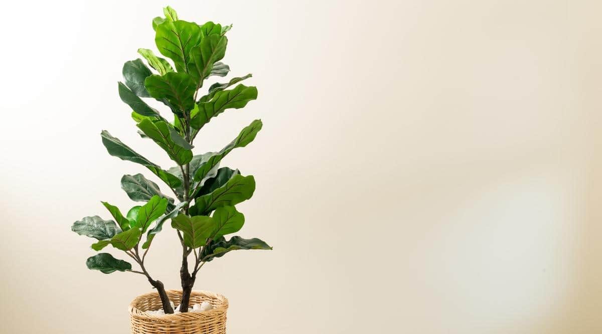 Ficus lyrata