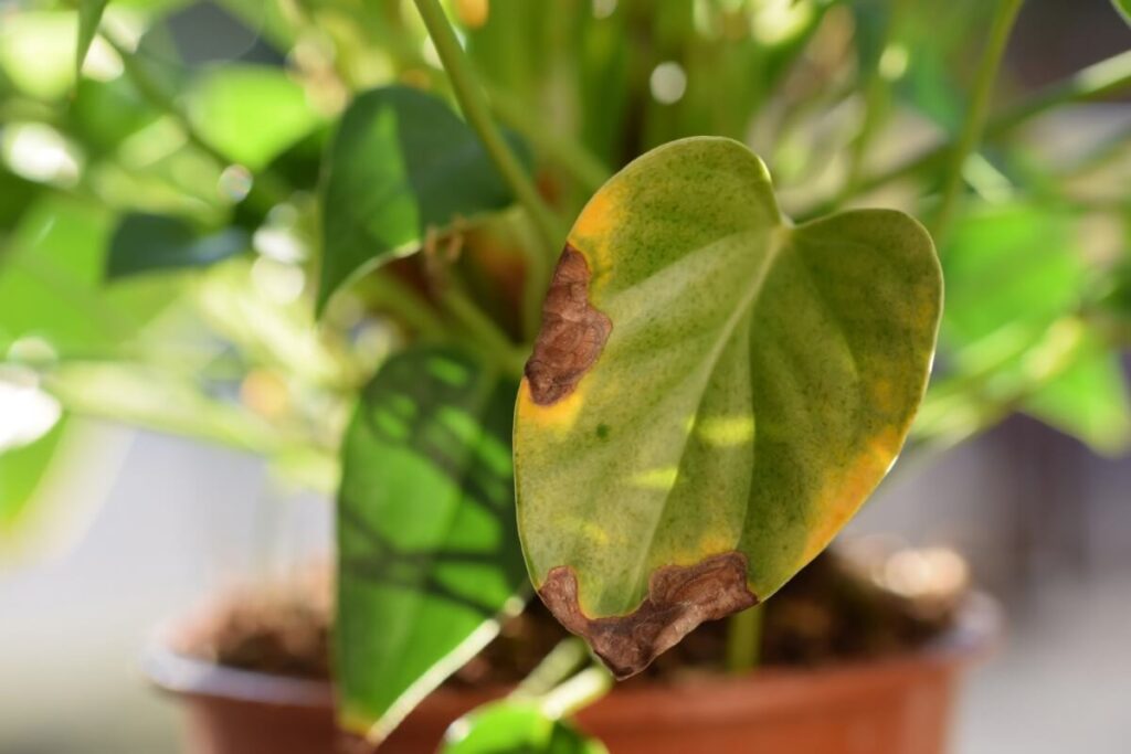 How, when and where should you prune anthurium plants?