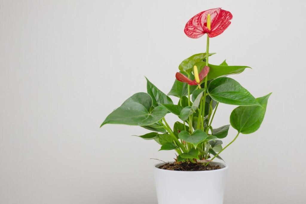 How do you shape anthurium plants?